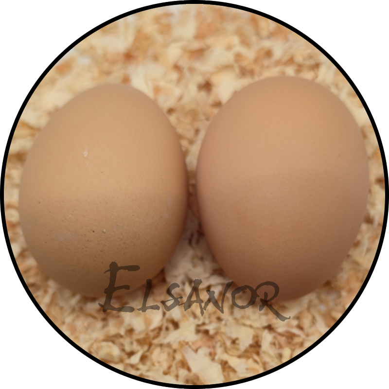 Œuf de poule Cochin — Elsanor
