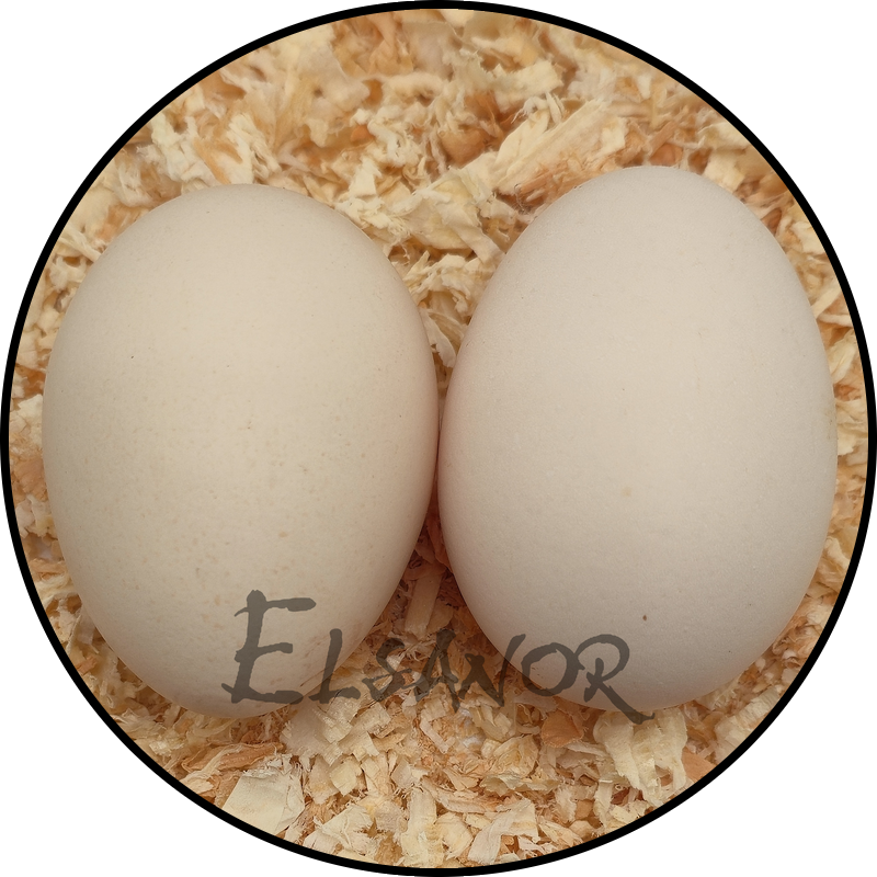 Œuf de poule Sulmtaler — Elsanor