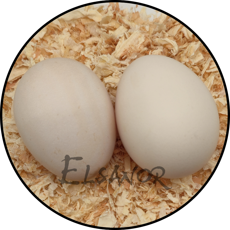 Œuf de poule Suédoise à fleur — Elsanor