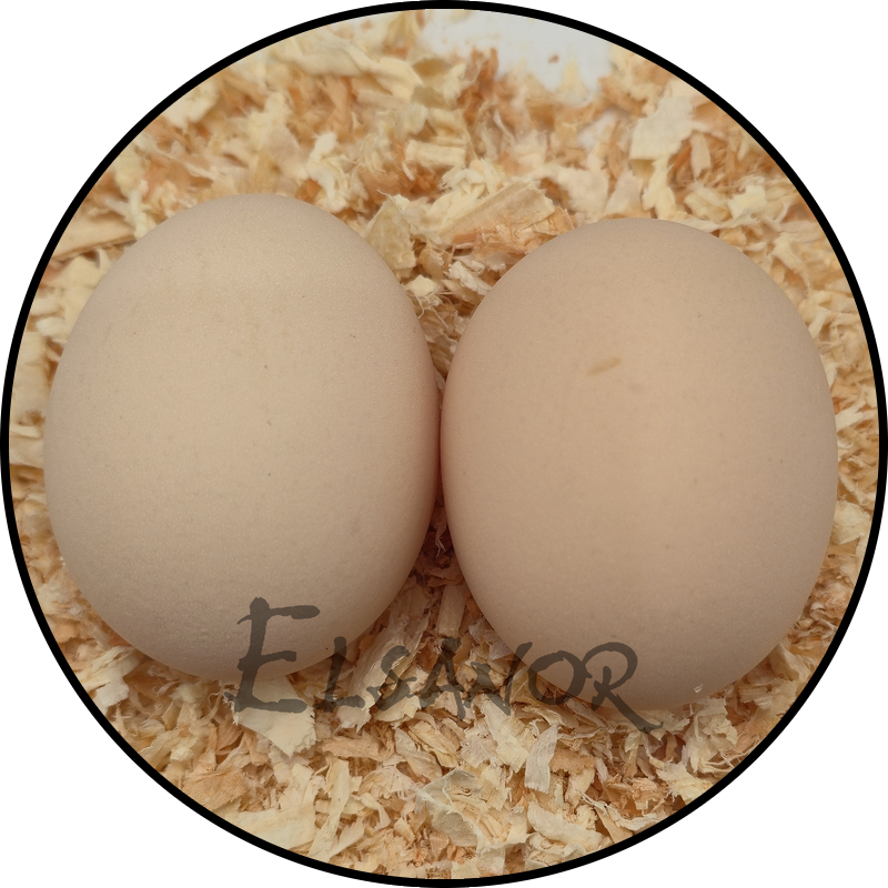 Œuf de poule Vorwerk — Elsanor