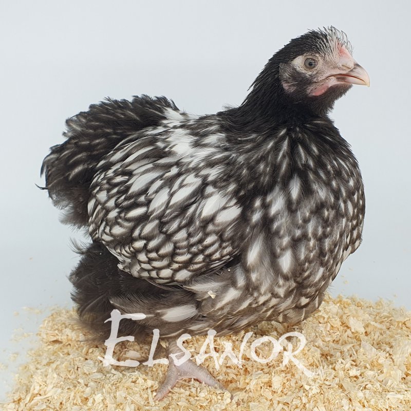 Orpington argenté à liseré — Elsanor