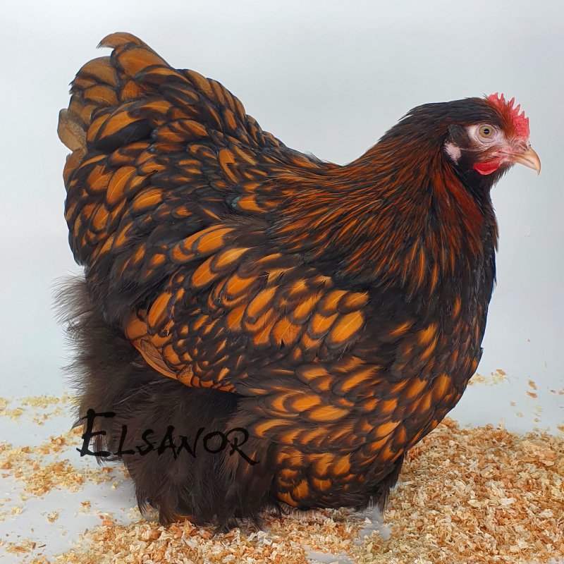 Orpington fauve à liseré — Elsanor