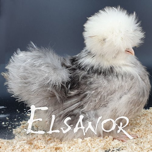 poule pondeuse de race Poule soie Tête blanche — Elsanor