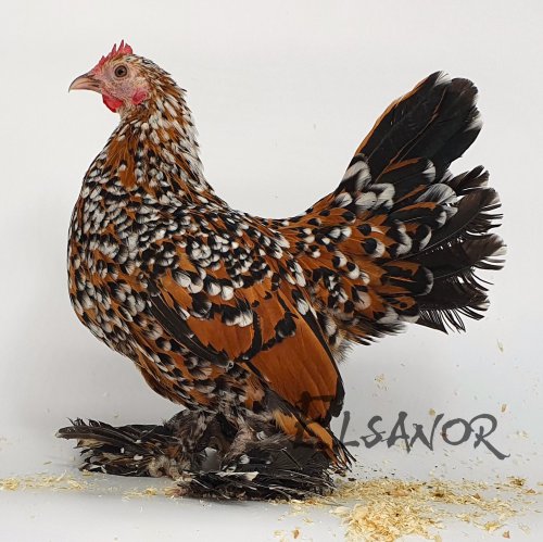 poule pondeuse de race Sabelpoot — Elsanor
