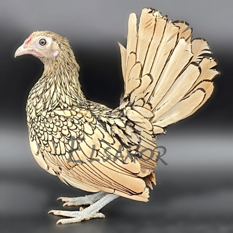 gallina ponedora de raza Sebright — Elsanor
