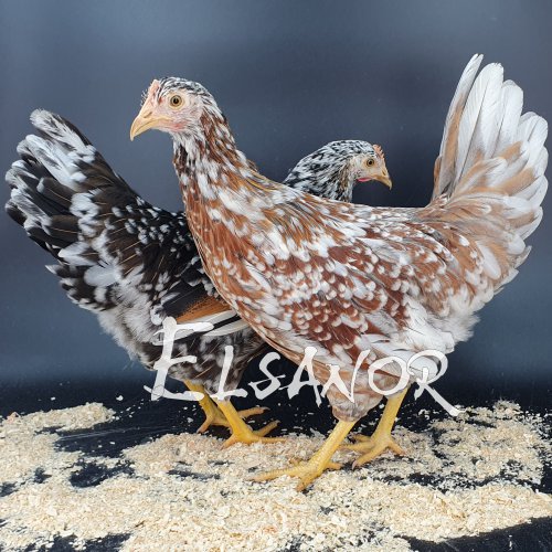 poule pondeuse de race Suédoise à fleur — Elsanor