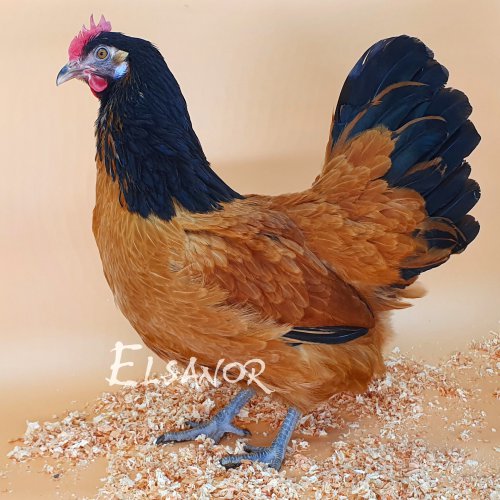 poule pondeuse de race Vorwerk — Elsanor