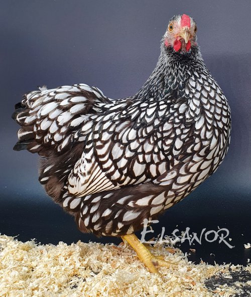 poule pondeuse de race Wyandotte nain — Elsanor