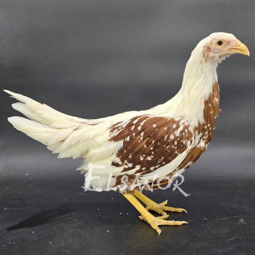 poule pondeuse de race Yokohama — Elsanor